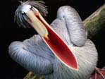 Tiere / Animals